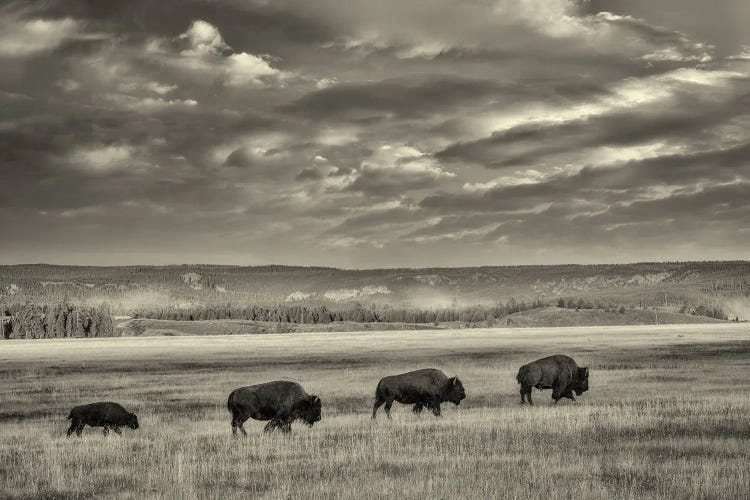 Buffalo Train II