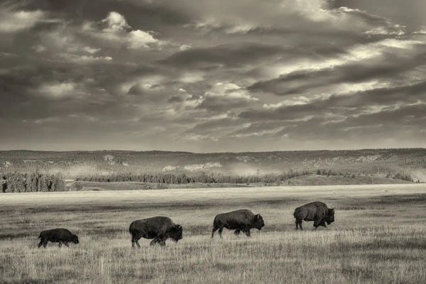 Bison & Buffaloes: Buffalo Train II by Dennis Frates