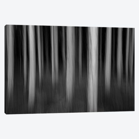 Abstract Trees Canvas Print #DEN1793} by Dennis Frates Canvas Art Print
