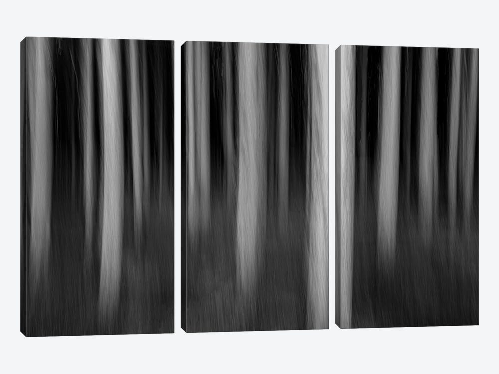 Abstract Trees by Dennis Frates 3-piece Canvas Artwork