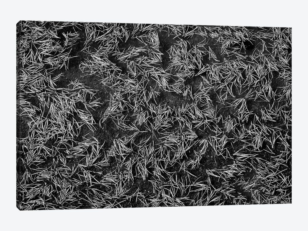 Pine Needles by Dennis Frates 1-piece Canvas Artwork
