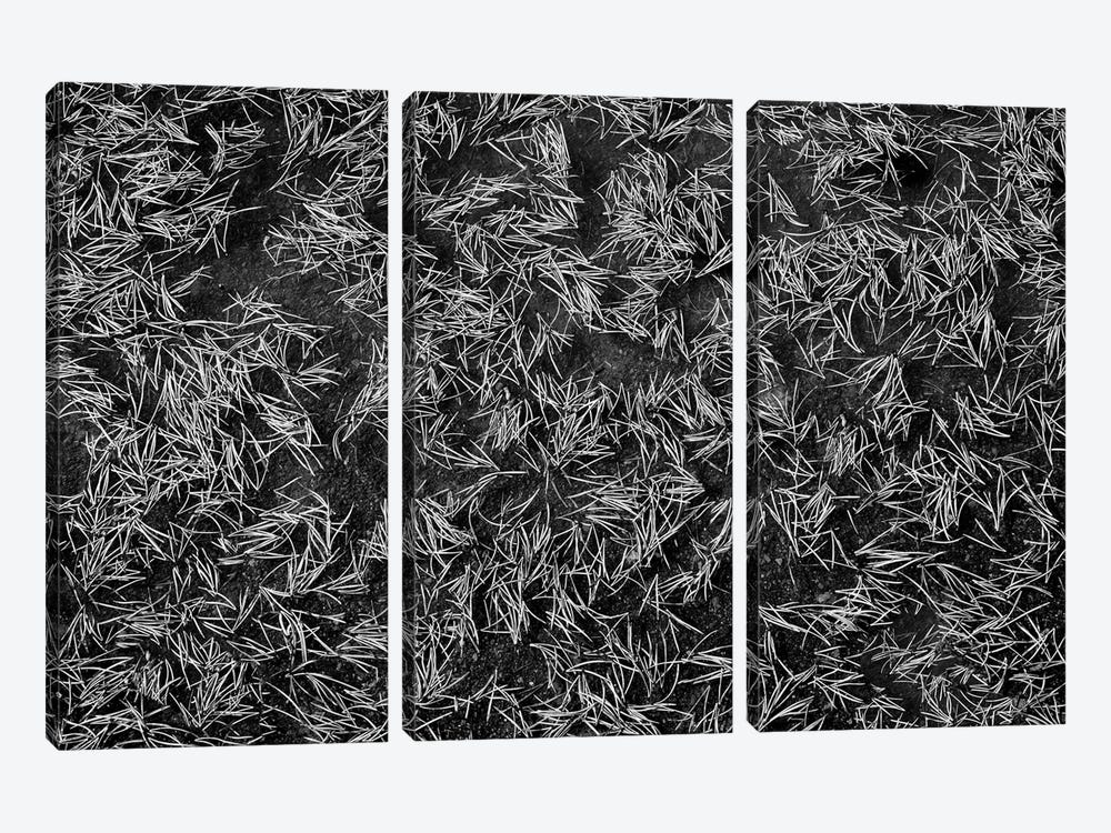 Pine Needles by Dennis Frates 3-piece Canvas Artwork