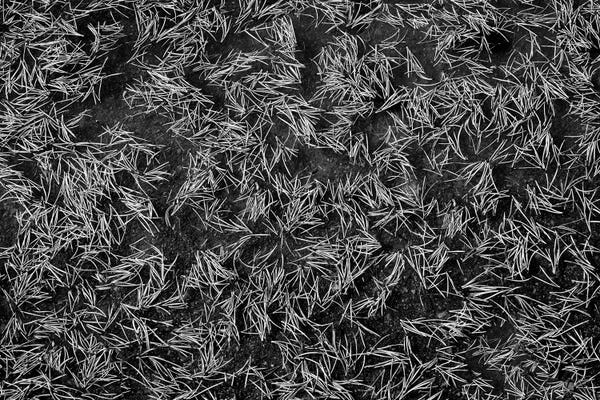 Pine Needles