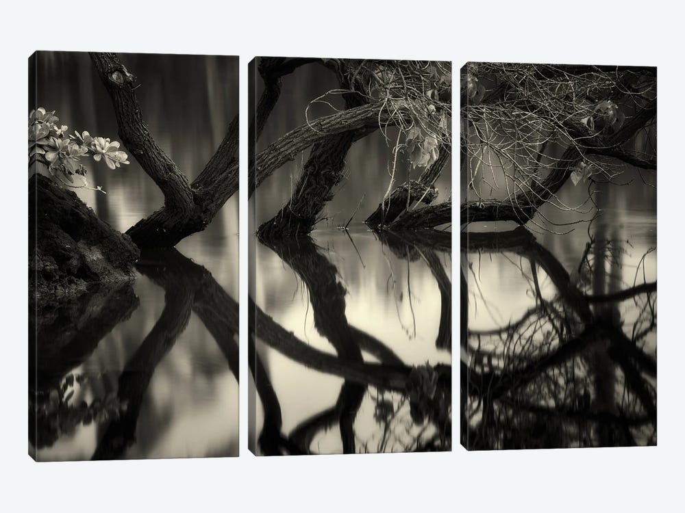 Tree Reflection by Dennis Frates 3-piece Art Print