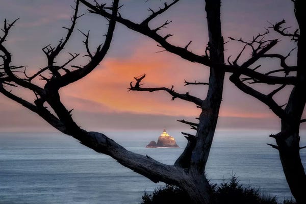 Tree Close-Ups: Lightouse Light by Dennis Frates
