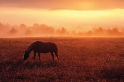 Lone Horse by Dennis Frates canvas print