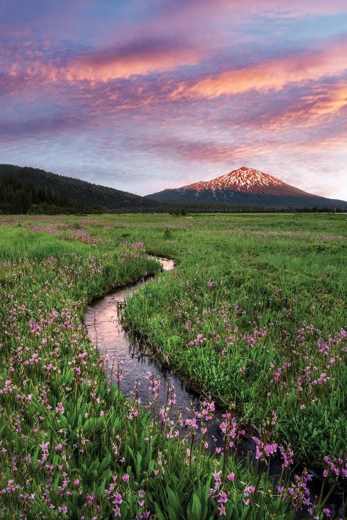 Wildflowers And Mountain