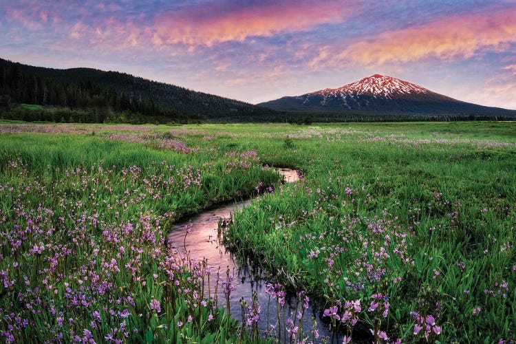 Wildflowers And Mountain II