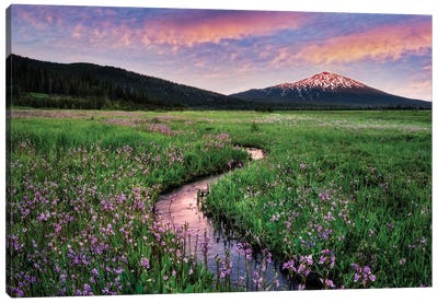 Wildflowers And Mountain II Canvas Art Print - Dennis Frates