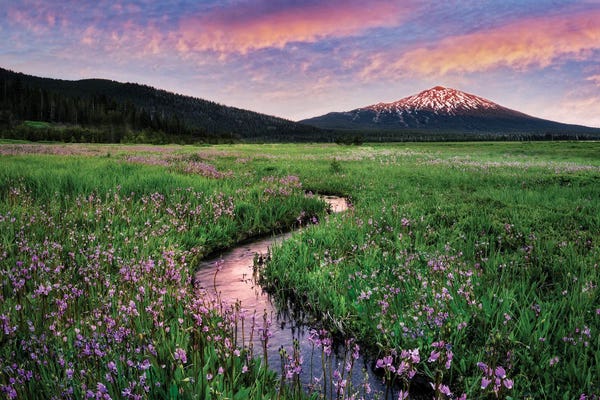 Wildflowers And Mountain II
