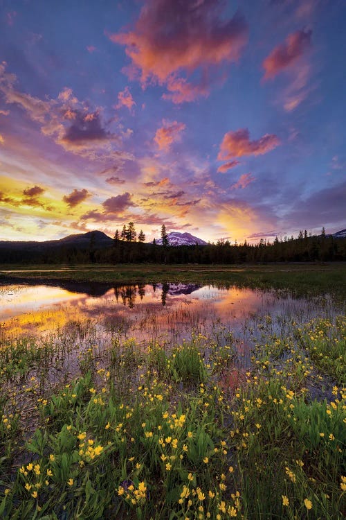 Wildflowers And Mountain III