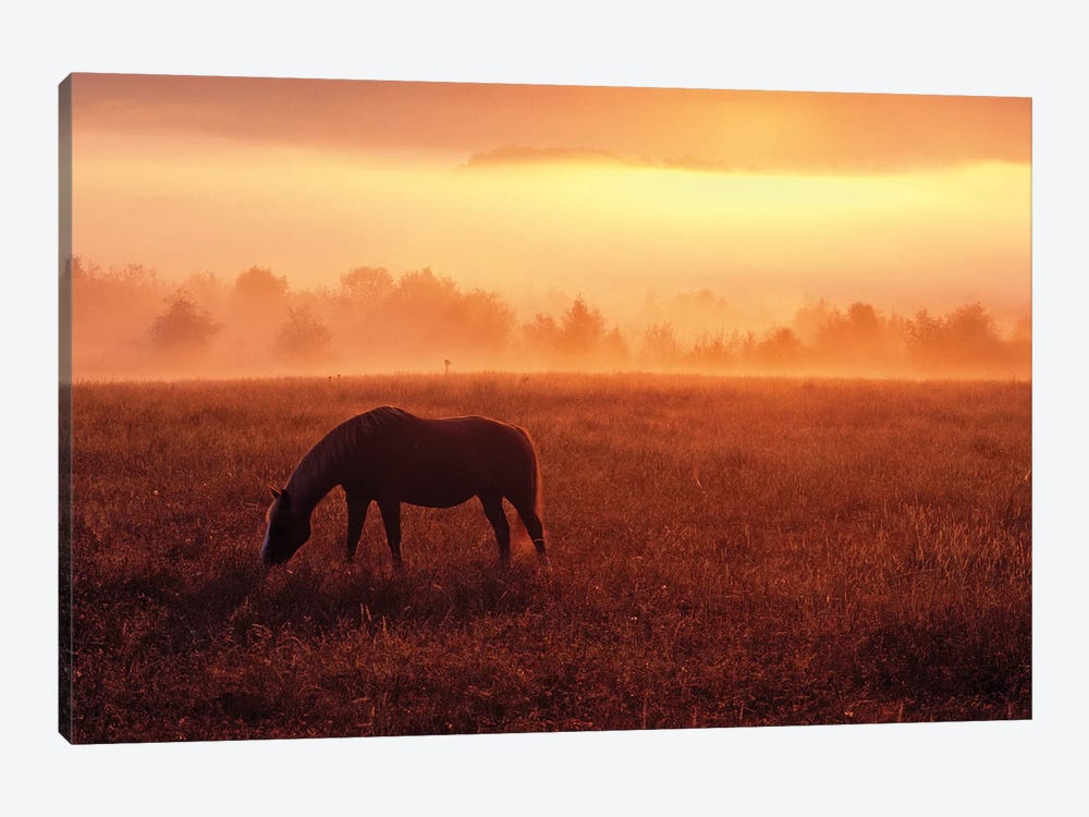 Lone Horse by Dennis Frates 1-piece Canvas Artwork