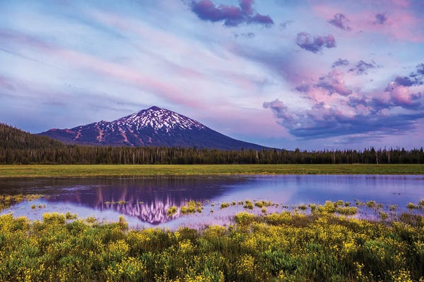 Nature Lover: Wildflowers And Mt. Bachelor by Dennis Frates