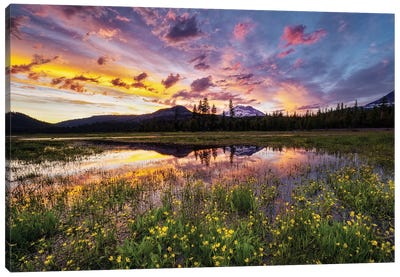 Wildflowers And Mt. Bachelor II Canvas Art Print - Mountain Sunrise & Sunset Art