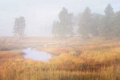 Fall Meadow In Yellowstone by Dennis Frates framed wall art