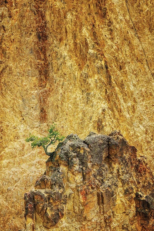 Lone Tree Yellowstone III