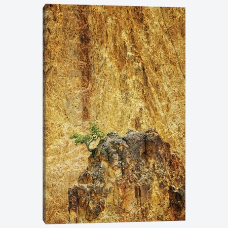 Lone Tree Yellowstone III Canvas Print #DEN1838} by Dennis Frates Canvas Artwork