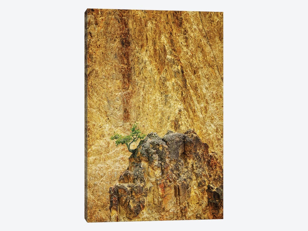 Lone Tree Yellowstone III by Dennis Frates 1-piece Canvas Print