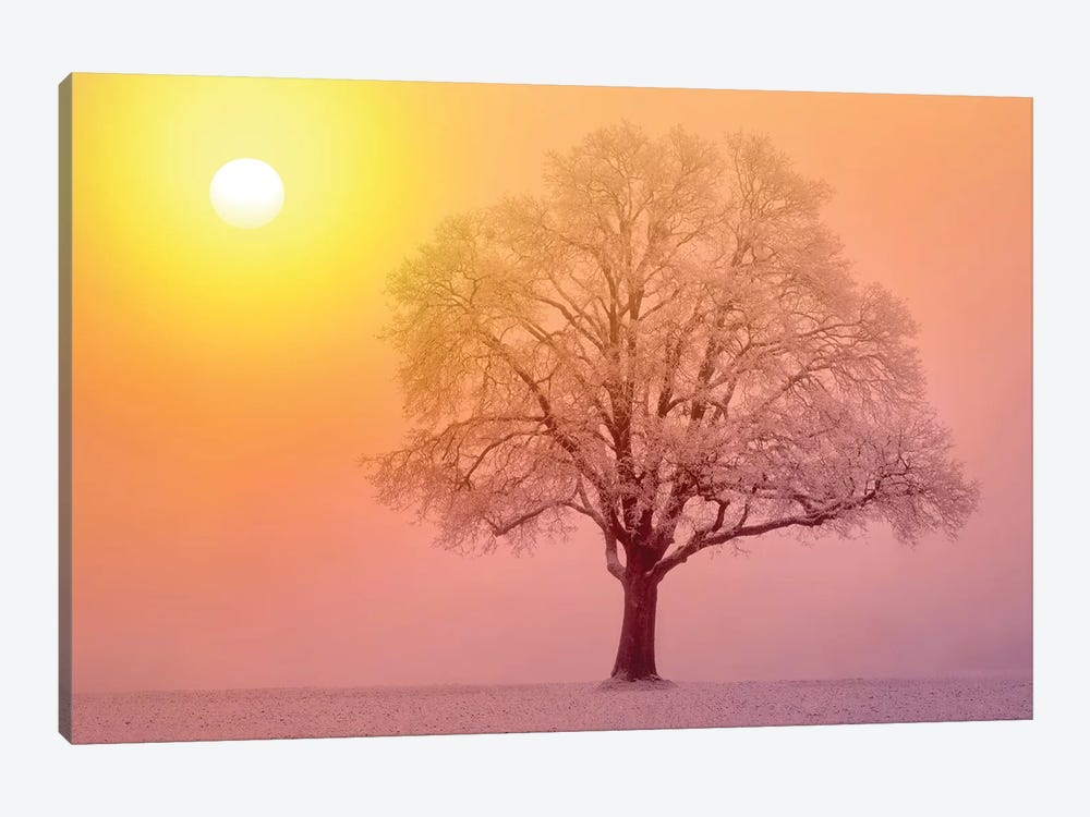 Lone Tree Sunrise by Dennis Frates 1-piece Canvas Wall Art