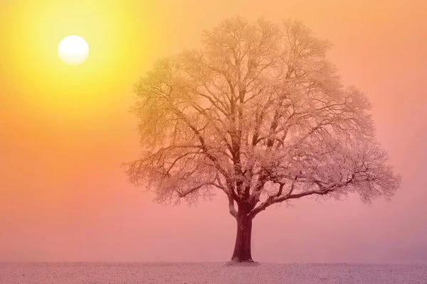 Lone Tree Sunrise
