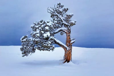 Lone Winter Tree by Dennis Frates canvas print