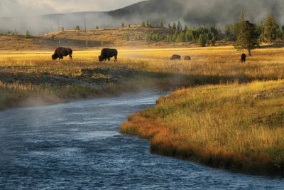 Stream And Buffalo II by Dennis Frates canvas print