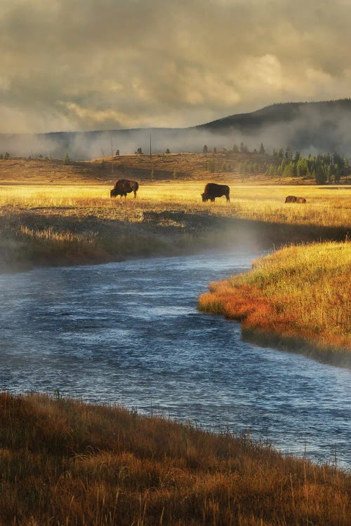 Stream And Buffalo III