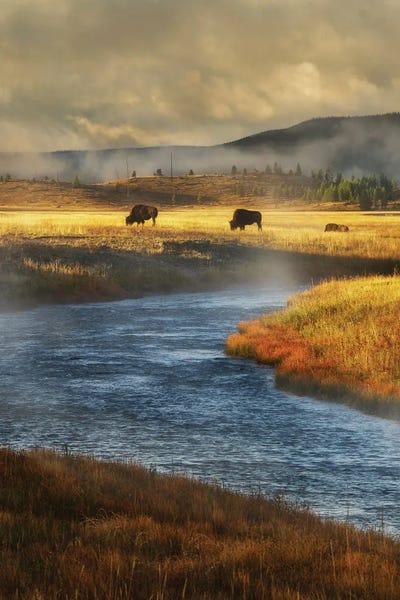 Stream And Buffalo III