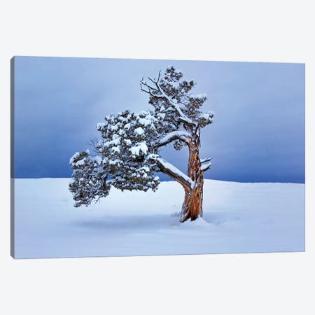 Lone Winter Tree Canvas Print #DEN184} by Dennis Frates Canvas Artwork