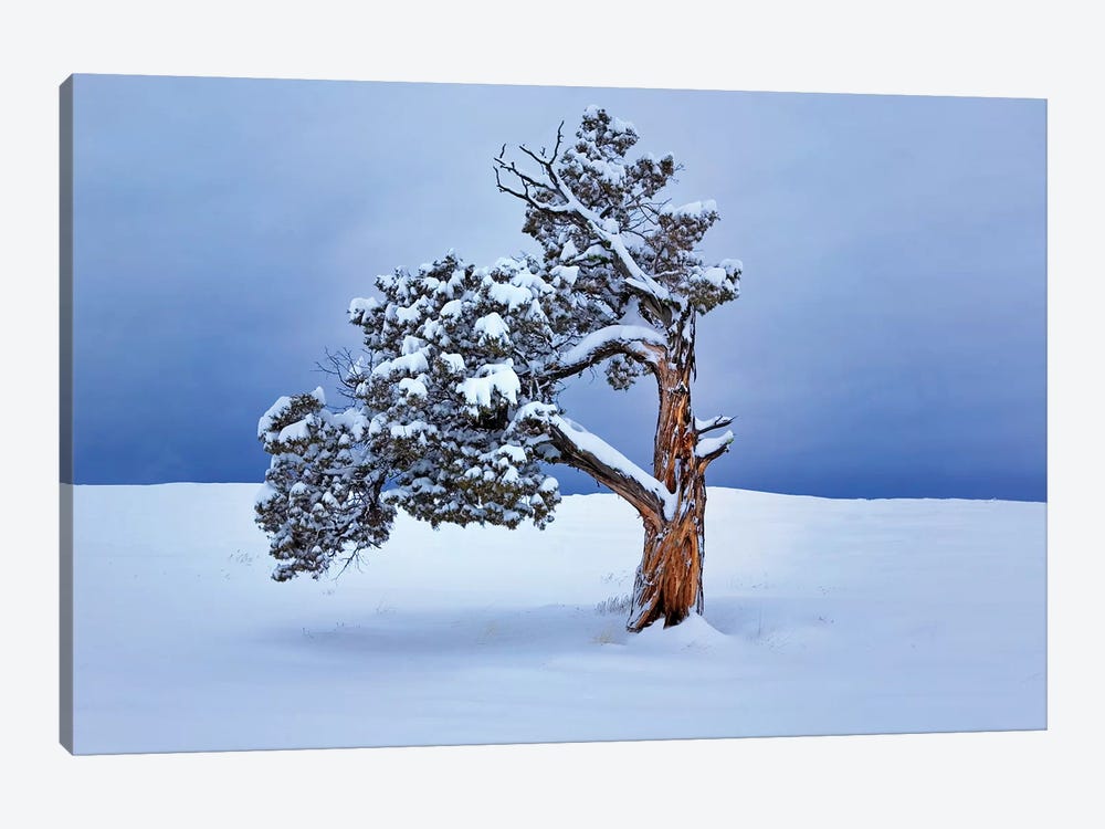 Lone Winter Tree by Dennis Frates 1-piece Art Print