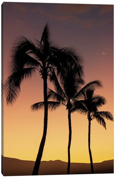 Tropical Silhouette III Canvas Art Print - Palm Tree Art