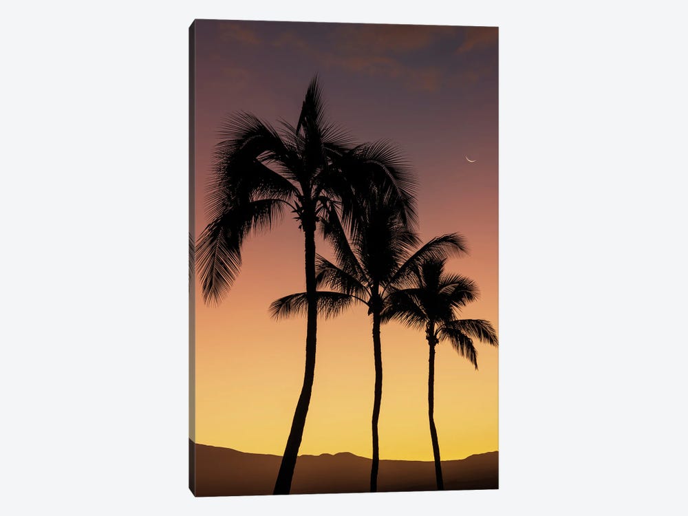 Tropical Silhouette III by Dennis Frates 1-piece Canvas Art Print