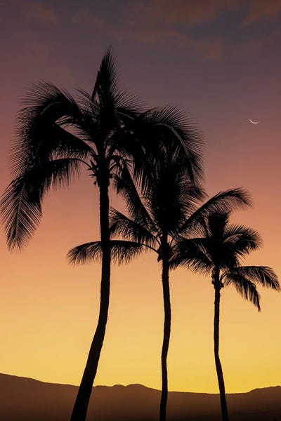 Fine Art Print: Tropical Silhouette III by Dennis Frates
