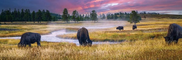 Bison & Buffaloes: Buffalo Sunrise by Dennis Frates