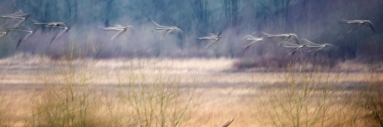 Ghost Birds