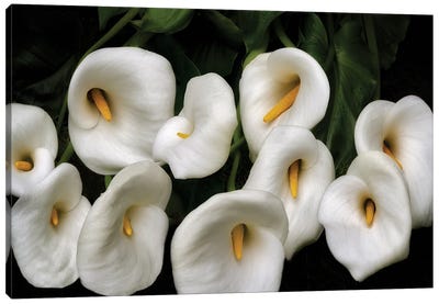 Lily Bunch Canvas Art Print - Lily Art