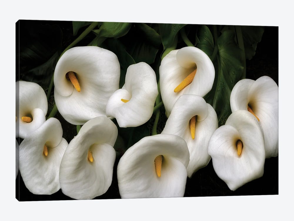 Lily Bunch by Dennis Frates 1-piece Art Print