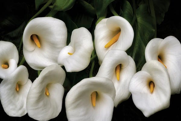 Calla Lilies: Lily Bunch by Dennis Frates