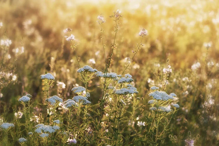 Wildflower Sunrise