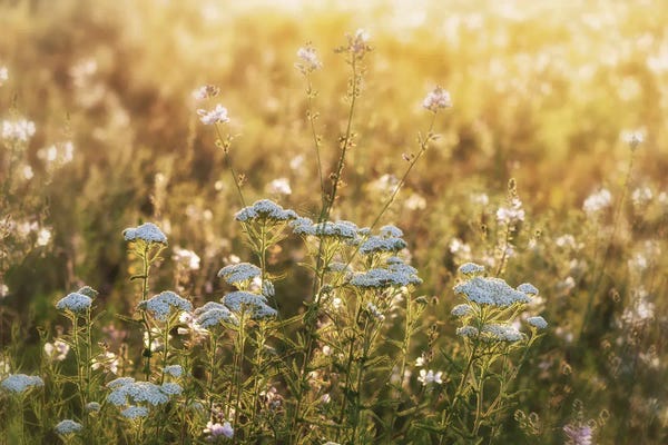 Wildflower Sunrise