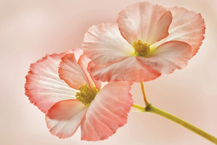 Begonia Close Up