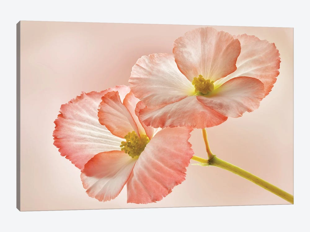 Begonia Close Up by Dennis Frates 1-piece Canvas Wall Art