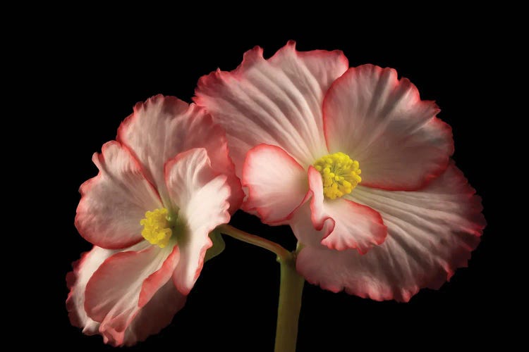 Begonia Close Up II