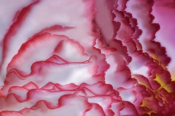 Abstracts In Nature: Begonia Close Up III by Dennis Frates