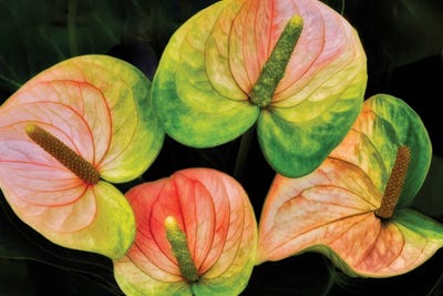 Wild Display by Dennis Frates multi panel art