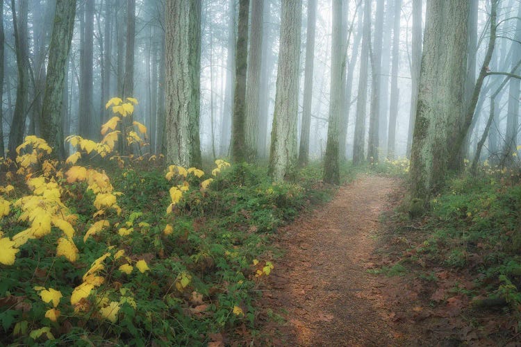 Autumn Trail