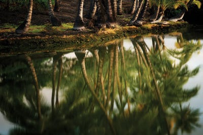 Tree Reflection III by Dennis Frates canvas print