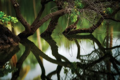 Reflected Trees by Dennis Frates art print