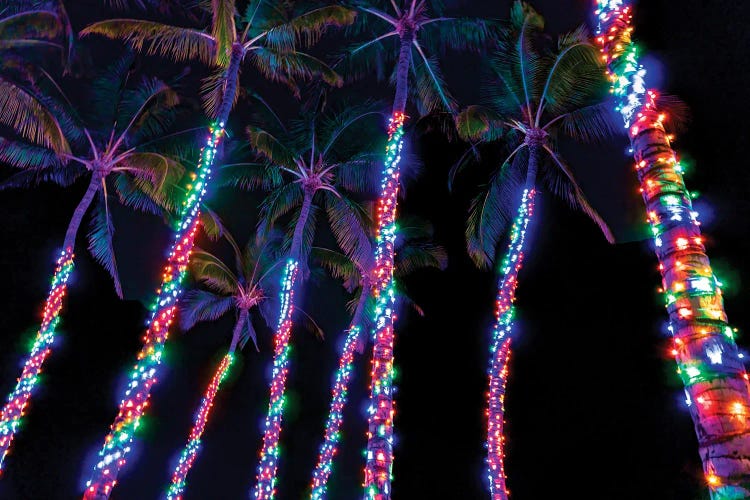 Tropical Christmas II by Dennis Frates wall art