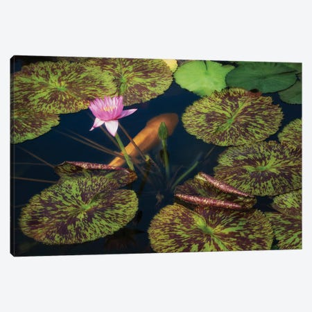 Lily And Fish Pond Canvas Print #DEN1916} by Dennis Frates Canvas Wall Art